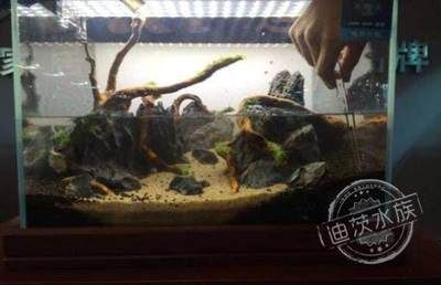 大型魚(yú)缸如何造景視頻：大型魚(yú)缸造景的具體步驟和注意事項(xiàng)