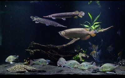 大型魚(yú)缸如何造景視頻：大型魚(yú)缸造景的具體步驟和注意事項(xiàng)