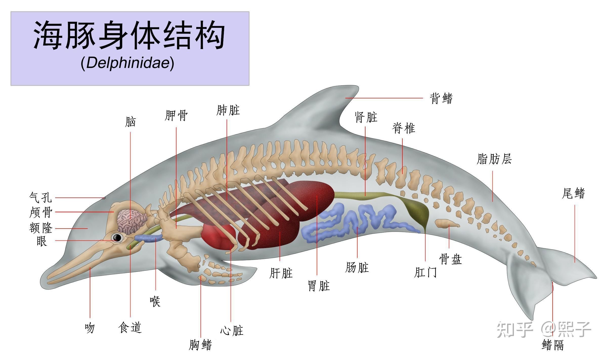 斑馬魚繁殖：斑馬魚怎么繁殖