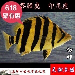 觀賞魚泰國虎價格多少錢一條：觀賞魚泰國虎價格多少錢一條泰國虎魚價格多少錢一條 泰國虎魚 第2張