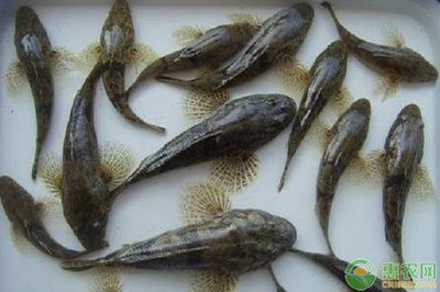 虎魚是什么動物圖片：虎魚是一種具有獨特魅力的魚類，在飼養(yǎng)時需要注意的鏈接 泰國虎魚 第1張