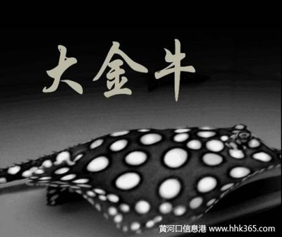 皇冠黑白魟魚(yú)養(yǎng)幾條好：關(guān)于皇冠黑白魟魚(yú)的飼養(yǎng)數(shù)量，有以下幾點(diǎn)建議