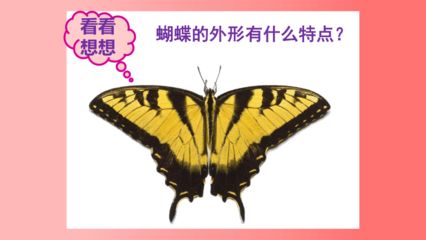 彩蝶的優(yōu)缺點(diǎn)和特點(diǎn)：彩蝶月季的特點(diǎn)和優(yōu)點(diǎn) 彩鰈魚缸（彩蝶魚缸） 第3張