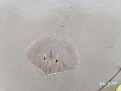 魟魚毒刺刺傷魚兒會死嗎：魟魚毒刺傷魚兒會死嗎 魟魚百科 第3張