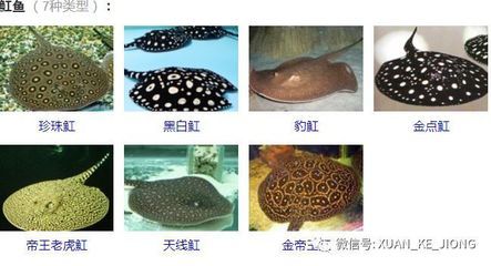 魟魚毒刺刺傷魚兒會死嗎：魟魚毒刺傷魚兒會死嗎 魟魚百科 第2張