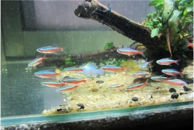 泰北虎魚苗怎樣飼養(yǎng)好：泰北虎魚苗的飼養(yǎng)需要考慮多個因素，包括水質(zhì)、喂食、飼養(yǎng)環(huán)境等