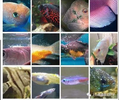 虎魚白點病32度10天了還少許白點：虎魚白點病32度10天了還少許白點，虎魚白點病治療方法 虎魚百科 第2張