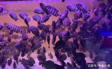 觀賞魚泰虎大賽第一名：關(guān)于“觀賞魚泰虎大賽第一名”，泰虎魚的特點和飼養(yǎng)經(jīng)驗 泰國虎魚 第2張