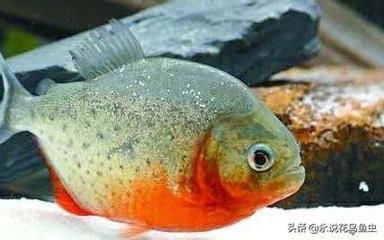 虎魚小的時候吃啥：虎魚小時候吃啥？ 虎魚百科 第3張