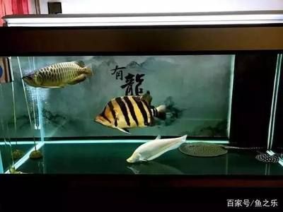 養(yǎng)虎魚用什么缸最好：養(yǎng)虎魚用什么缸最好養(yǎng)虎魚用什么缸最好 虎魚百科 第1張