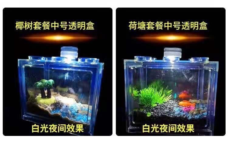 斑馬狗頭魚怎么養(yǎng)1.5厘米的魚缸：斑馬狗頭魚的養(yǎng)殖方法