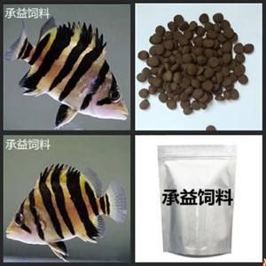 印尼虎魚可以喂飼料嗎：印尼虎魚可以喂人工飼料嗎 虎魚百科 第2張