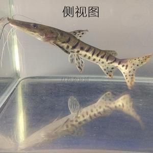 斑馬鴨嘴魚(yú)能長(zhǎng)多大：斑馬魚(yú)的養(yǎng)殖方法和壽命