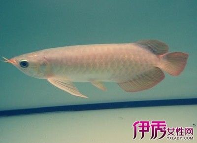 紅龍魚不進食能活多久：紅龍魚在不進食的情況下能存活嗎？ 龍魚百科 第1張