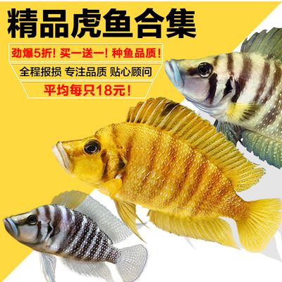 虎魚不吃泥鰍段：虎魚不吃泥鰍段可能有多種原因及解決方案及解決方案 虎魚百科 第3張