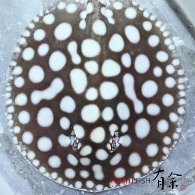 魟魚(yú)白邊怎么辦：魟魚(yú)白邊怎么辦，魟魚(yú)白邊怎么治療