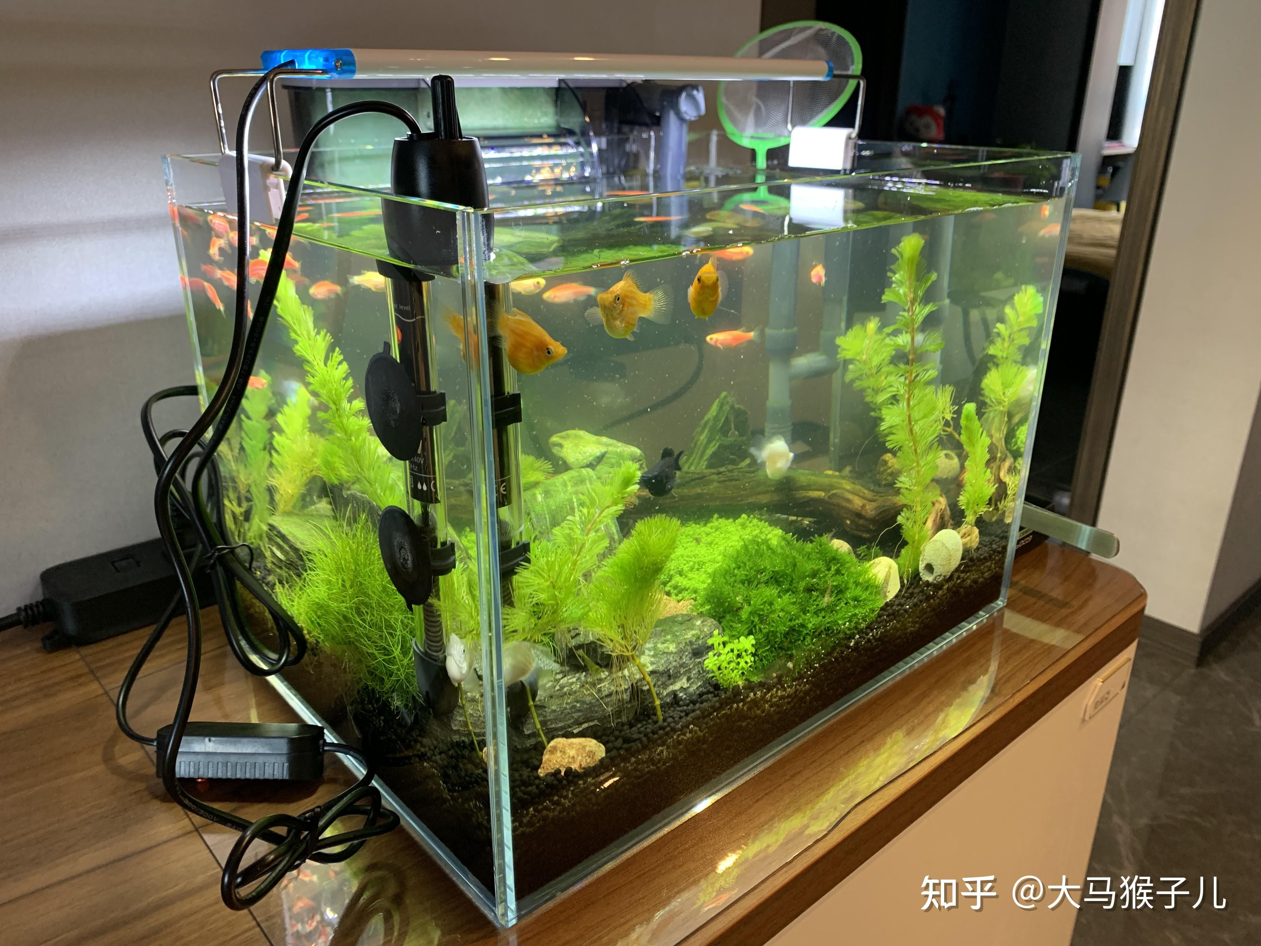 斑馬魚會跳出魚缸嗎：斑馬魚會跳出魚缸嗎？