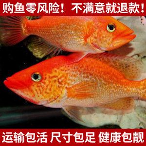 泰國(guó)三紋老虎魚價(jià)格：泰國(guó)三紋老虎魚價(jià)格因素不同，泰國(guó)三紋老虎魚價(jià)格 泰國(guó)虎魚