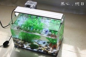 超小魚缸造景diy：diy超小魚缸造景diy魚缸造景需要注意什么材料 魚缸百科 第2張