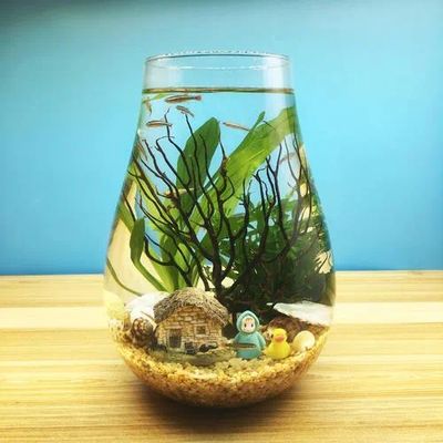 超小魚缸造景diy：diy超小魚缸造景diy魚缸造景需要注意什么材料 魚缸百科 第3張