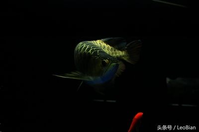 龍魚 壁紙：“龍魚壁紙”整理的相關(guān)信息是根據(jù)您的搜索關(guān)鍵詞 龍魚百科 第2張