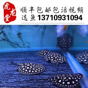 半套魟魚值不值得養(yǎng)：半套魟魚值不值得養(yǎng)，