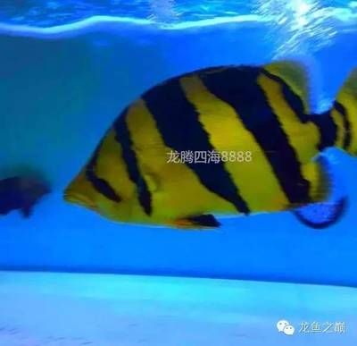 泰虎魚原產(chǎn)地：泰虎魚的原產(chǎn)地 泰國(guó)虎魚 第1張