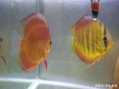 觀賞魚魟魚什么顏色的好：如何選擇不同顏色的魟魚 魟魚百科 第2張