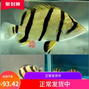 泰國虎魚一天喂幾次最好：泰國虎魚一天喂幾次最好呢？ 泰國虎魚 第1張