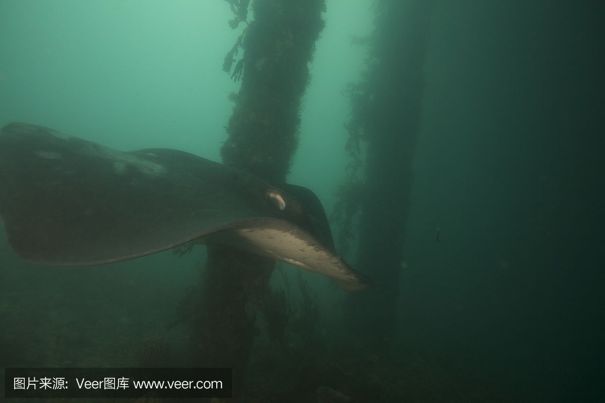 魟魚正常呼吸什么樣：魟魚的呼吸方式和表現(xiàn)是其健康狀況的重要指標(biāo) 魟魚百科 第3張