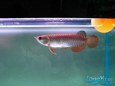 50公分高背金龍魚視頻收看：50公分高背金龍魚的特點