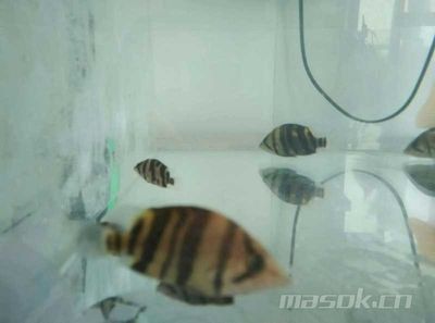 印尼虎魚水溫多少度會死亡：印尼虎魚水溫多少度會死亡印尼虎魚水溫多少度會死亡 虎魚百科 第2張