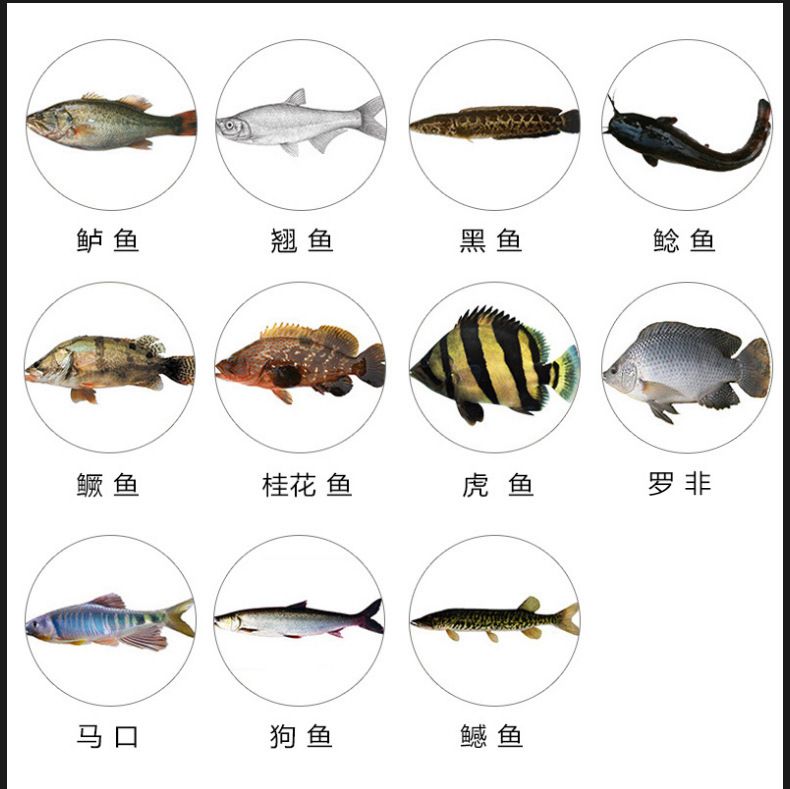 虎魚和黑魚哪個(gè)厲害：虎魚和黑魚哪個(gè)厲害？ 虎魚百科 第2張