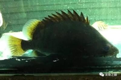 印尼虎魚捕食方法圖解：\u0027印尼虎魚捕食方法圖解\u0027 泰國(guó)虎魚 第2張