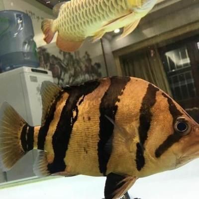 印尼虎魚捕食方法圖解：\u0027印尼虎魚捕食方法圖解\u0027 泰國(guó)虎魚 第1張