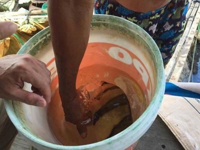 泰虎魚吃什么飼料好：泰虎魚吃什么飼料好泰虎魚吃什么飼料好 泰國虎魚 第3張