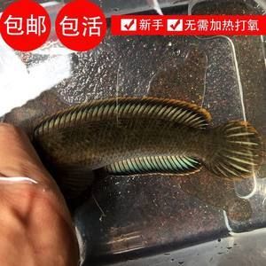 龍魚需要一年四季加溫嗎：龍魚是否需要一年四季加溫？ 龍魚百科 第2張