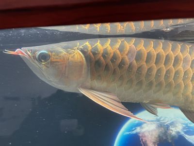 龍魚甩鰭甩頭內(nèi)寄還是外寄？：龍魚甩鰭甩頭內(nèi)寄還是外寄 龍魚百科 第1張