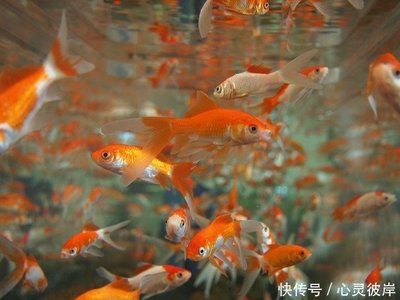 大魚缸消毒最簡單的方法視頻教學(xué)：大魚缸消毒方法魚缸消毒方法魚缸消毒注意事項(xiàng) 魚缸百科 第1張