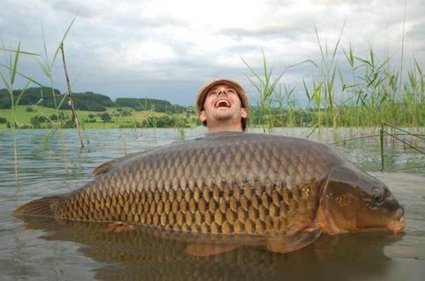 魟魚(yú)總是往水面上撲水怎么回事：魟魚(yú)往水面上撲水怎么回事 魟魚(yú)百科