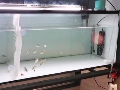 12公分虎魚(yú)怎么喂：12公分的虎魚(yú)怎么喂 虎魚(yú)百科 第1張