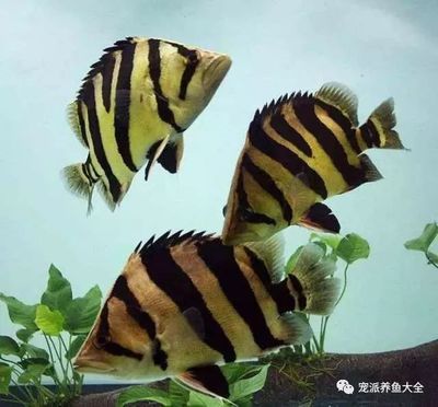 虎魚(yú)身體發(fā)黑怎么辦：如何解決虎魚(yú)身體發(fā)黑的問(wèn)題 虎魚(yú)百科 第3張