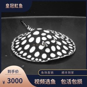 極品魟魚皇冠黑白：極品品魟魚皇冠黑白