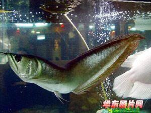 銀龍魚常見病圖解和癥狀：銀龍魚幾種常見疾病癥狀及防治措施