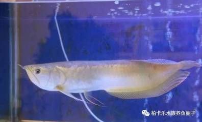 銀龍魚常見病圖解和癥狀：銀龍魚幾種常見疾病癥狀及防治措施