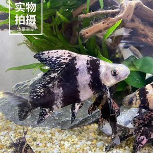 虎魚白斑病會傳染給龍魚嗎：虎魚白斑病會傳染給龍魚嗎， 虎魚百科 第1張