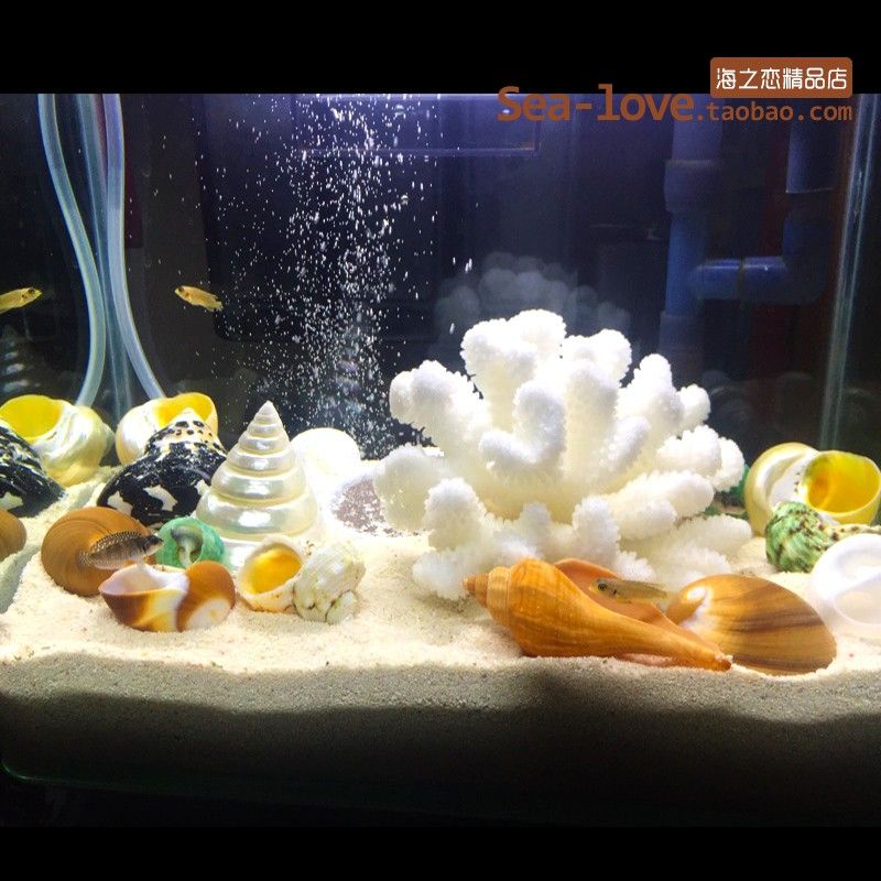 10厘米魚(yú)缸造景多少錢(qián)：10厘米魚(yú)缸造景價(jià)格 魚(yú)缸百科 第3張