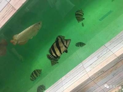 泰虎魚怎么養(yǎng)殖的圖片：泰虎魚怎么養(yǎng)殖