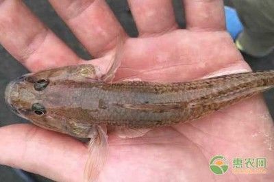 虎魚有幾種：虎魚有幾種類型， 泰國(guó)虎魚 第1張