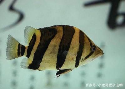 虎魚的特征：泰國虎魚的特點 泰國虎魚 第3張